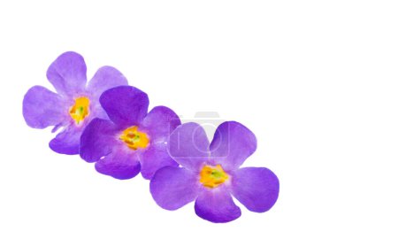 bacopa flowers isolated on white background