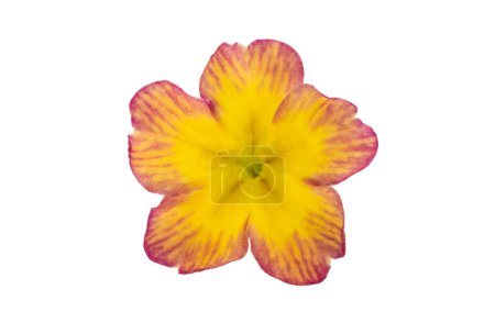 primrose yellow isolated on white background