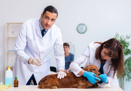 Foto de El médico veterinario examinando perro golden retriever en la clínica - Imagen libre de derechos