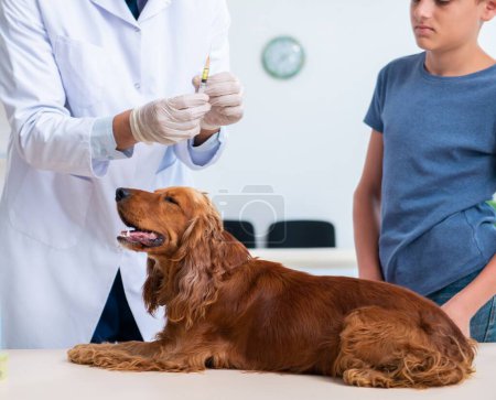 Téléchargez les photos : Le médecin vétérinaire examinant golden retriever chien en clinique - en image libre de droit