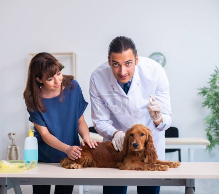 Photo for The vet doctor examining golden retriever dog in clinic - Royalty Free Image