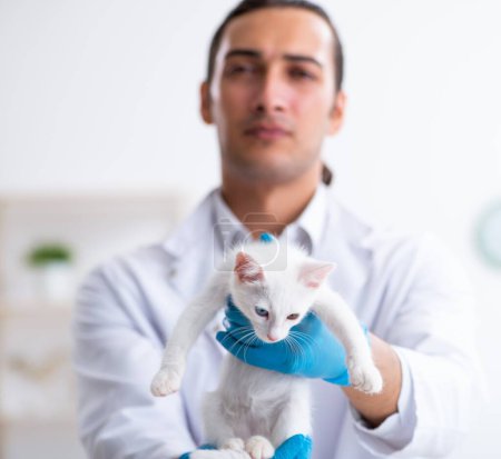 Téléchargez les photos : Le jeune homme médecin examinant chat malade - en image libre de droit