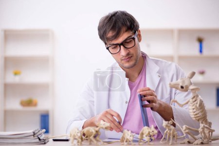 Foto de Paleontólogo joven examinando animales antiguos en el laboratorio - Imagen libre de derechos