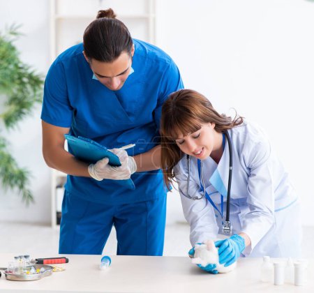 Photo for The two young vet doctors examining sick cat - Royalty Free Image