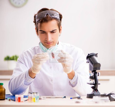 Téléchargez les photos : L'entomologiste masculin travaillant dans le laboratoire sur de nouvelles espèces - en image libre de droit