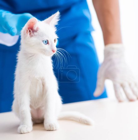 Foto de Los dos jóvenes médicos veterinarios examinando gato enfermo - Imagen libre de derechos