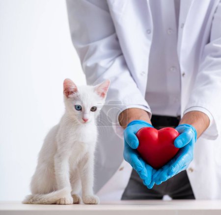 Téléchargez les photos : Le jeune homme médecin examinant chat malade - en image libre de droit