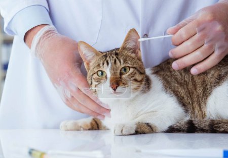 Photo for Cat visiting vet for regular check up - Royalty Free Image