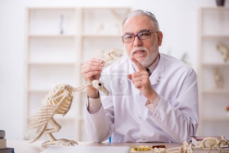 Photo for Old paleontologist examining ancient animals at lab - Royalty Free Image