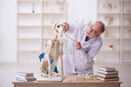 Photo for Old paleontologist examining ancient animals at lab - Royalty Free Image