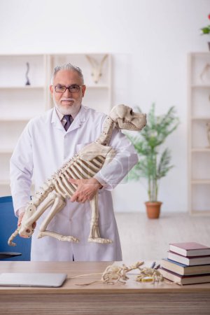 Téléchargez les photos : Vieux paléontologue examinant des animaux anciens au laboratoire - en image libre de droit