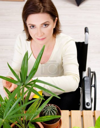 Photo for The woman in wheelchair cultivating houseplants - Royalty Free Image