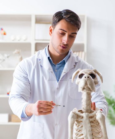 Téléchargez les photos : Le médecin vétérinaire pratiquant sur squelette de chien - en image libre de droit