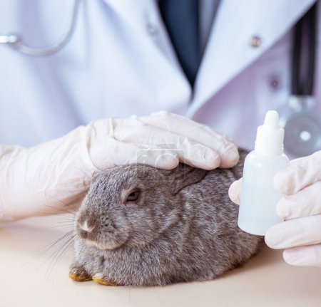 Foto de El médico veterinario revisando conejo en su clínica - Imagen libre de derechos