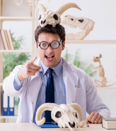 Photo for The funny crazy professor studying animal skeletons - Royalty Free Image