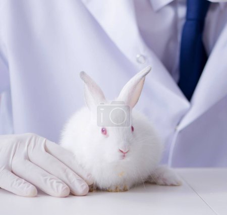 Foto de El médico veterinario examinando conejo en el hospital de mascotas - Imagen libre de derechos