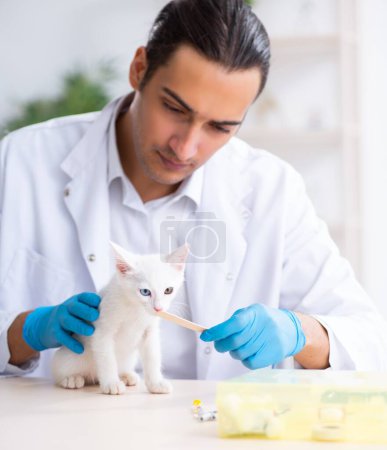 Photo for The young male doctor examining sick cat - Royalty Free Image