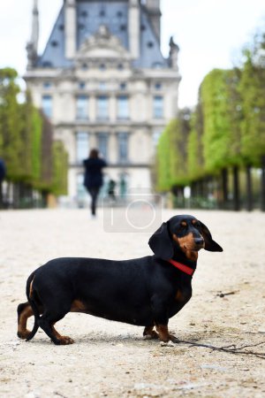 Photo for Dachshund dog with red collar in the park - Royalty Free Image
