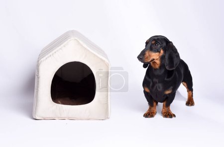 Photo for Studio shot of an adorable dachshund with pet house on white background - Royalty Free Image