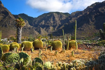 Foto de Cactus en las montañas de la isla tenerife - Imagen libre de derechos