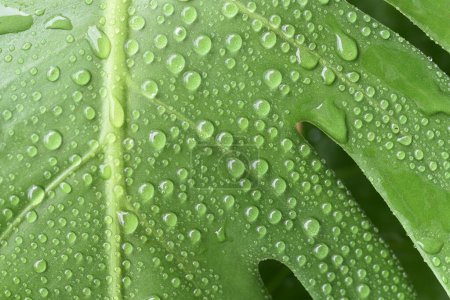Téléchargez les photos : Feuille verte avec gouttelettes d'eau - en image libre de droit