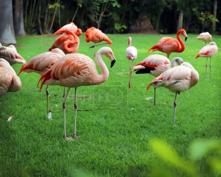 Photo for Flamingos in the park - Royalty Free Image