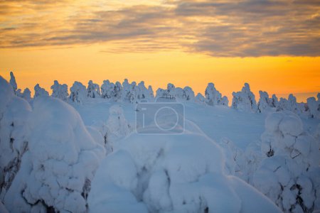 Téléchargez les photos : Lever de soleil majestueux sur le paysage hivernal avec des arbres enneigés en Laponie Finlande - en image libre de droit