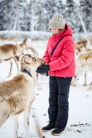 Téléchargez les photos : Jolie pré-adolescente en plein air nourrissant les rennes à la ferme lors d'une journée d'hiver ensoleillée en Laponie Finlande - en image libre de droit