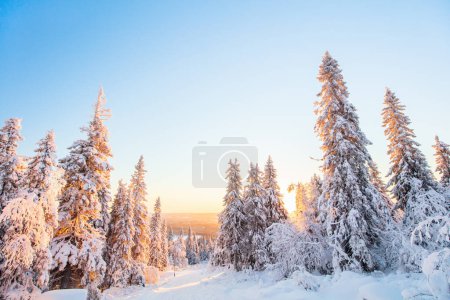 Téléchargez les photos : Paysage forestier hivernal majestueux avec arbres enneigés en Laponie Finlande - en image libre de droit