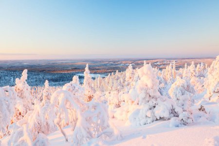 Téléchargez les photos : Paysage forestier hivernal majestueux avec arbres enneigés en Laponie Finlande - en image libre de droit