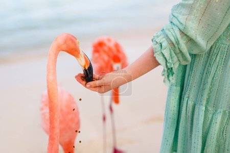 Photo for Pink flamingos at beach in Aruba - Royalty Free Image