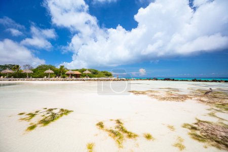 Photo for Idyllic tropical beach with white sand and turquoise ocean water on Aruba island in Caribbean - Royalty Free Image