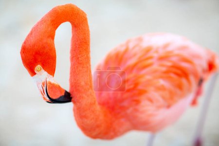 Téléchargez les photos : Pink flamingo at beach in Aruba - en image libre de droit
