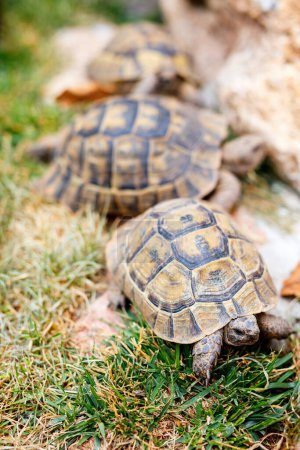 Photo for Close up ot three land tortoises outdoors - Royalty Free Image