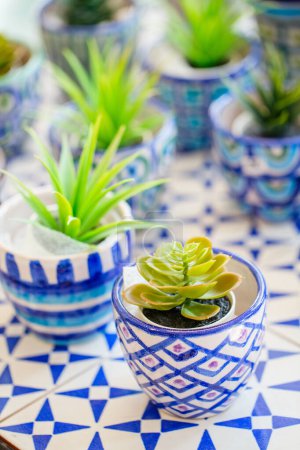 Téléchargez les photos : Plantes d'intérieur dans des pots en céramique colorés - en image libre de droit