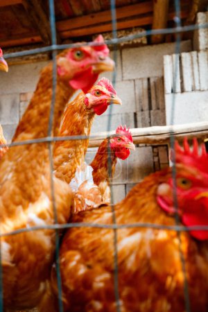 Téléchargez les photos : Poulets dans une petite ferme familiale en Italie - en image libre de droit