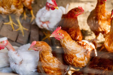 Téléchargez les photos : Poulets dans une petite ferme familiale en Italie - en image libre de droit
