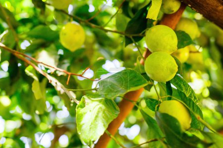 Téléchargez les photos : Citrons amalfitains poussant sur les arbres dans une ferme biologique en Italie - en image libre de droit