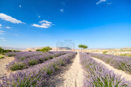 Téléchargez les photos : Landscape of lavender field in Cappadocia Turkey - en image libre de droit