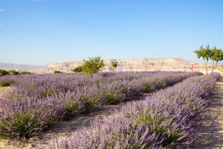 Téléchargez les photos : Landscape of lavender field in Cappadocia Turkey - en image libre de droit
