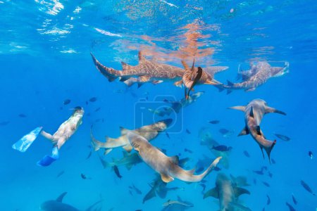 Téléchargez les photos : Photo sous-marine d'une jeune femme plongeant en apnée dans une eau tropicale claire avec des requins nourrices aux Maldives - en image libre de droit