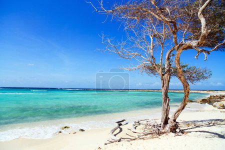Foto de Idyllic tropical beach with white sand and turquoise ocean water on Aruba island in Caribbean - Imagen libre de derechos