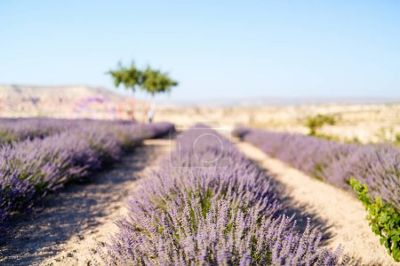 Photo for Landscape of lavender field in Cappadocia Turkey - Royalty Free Image
