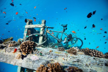 Téléchargez les photos : Navire coulé aux Maldives entouré de poissons tropicaux - en image libre de droit