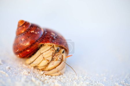 Téléchargez les photos : Crabe ermite sur la plage de sable blanc avec un espace de copie idéal pour l'annonce - en image libre de droit