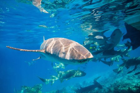 Foto de Foto submarina de tiburones nodriza nadando en un agua tropical clara en Maldivas - Imagen libre de derechos