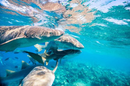 Foto de Foto submarina de tiburones nodriza nadando en un agua tropical clara en Maldivas - Imagen libre de derechos