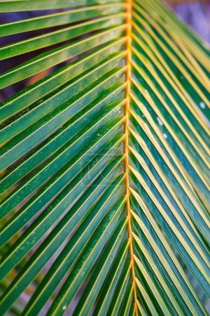Téléchargez les photos : Nature background of fresh green palm tree leaves close up - en image libre de droit