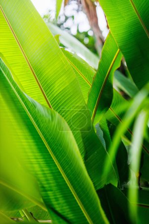 Photo for Nature background of fresh green palm tree leaves close up - Royalty Free Image