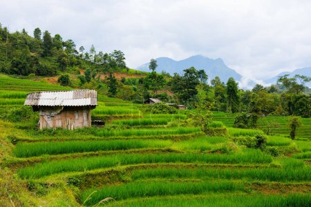 Téléchargez les photos : Superbes paysages de montagnes et terrasses de riz dans le nord du Vietnam - en image libre de droit